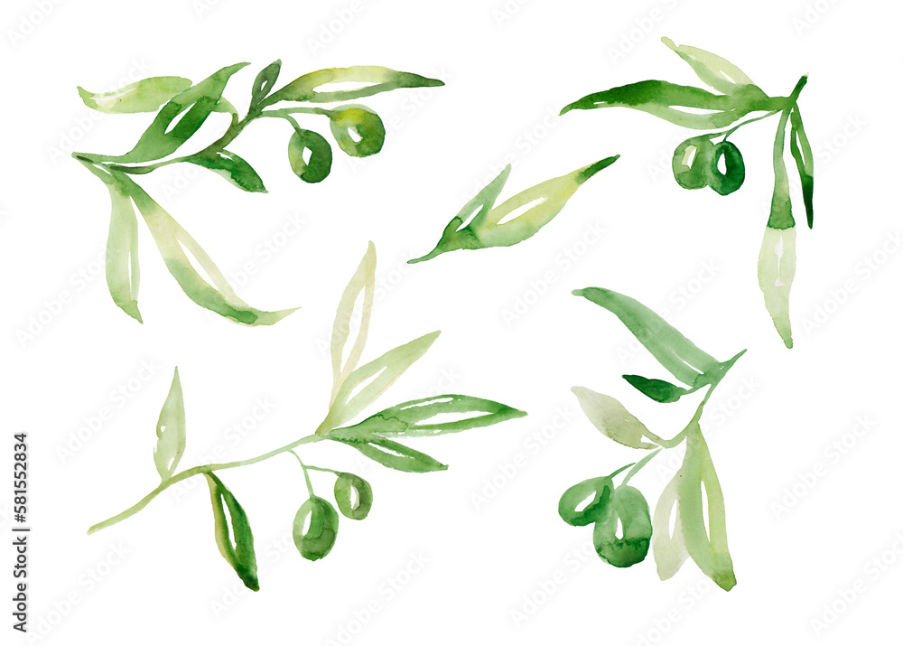 Watercolor olive tree branch set with green olives and leaves. Hand ...