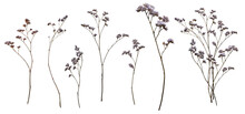 Set With Wild Dried Meadow Flowers On A Transparent Background.