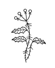 Wall Mural - minimalistic floral branch. hand drawn unusual field or wild plant. flora and botany. organic design