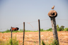 A Rufous Hornero (Furnarius Rufus) Standing Over Its Nest On A Wire Fence, While A Horse Is Seen In The Background