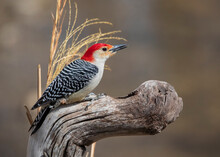 Red-bellied Woodpecker Sticking Out Tongue