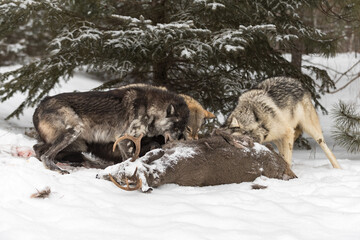 Wall Mural - Wolf (Canis lupus) Pack Snarl at Each Other at White-Tail Deer Body Winter
