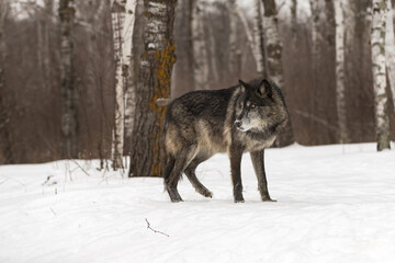 Wall Mural - Black-Phase Wolf (Canis lupus) Stands to Right Looking Left Winter