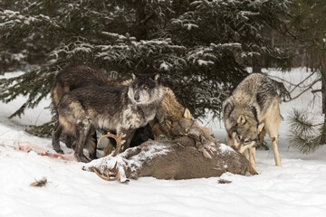 Wall Mural - Wolf (Canis lupus) Pack Gathers Around White-Tail Deer Body Winter