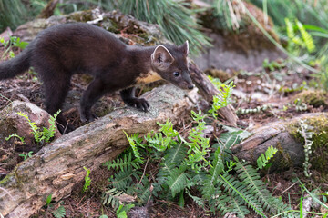 Wall Mural - American Pine Marten (Martes americana) Kit Stands Paw on Log Summer
