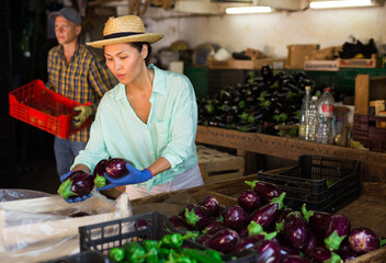 Wall Mural - Asian woman packing fresh eggplants in box. Man with crate of tomatoes behind her.