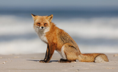 Poster - A red fox on the beach 