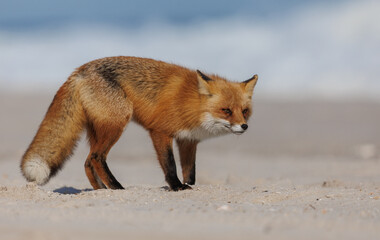 Wall Mural - A red fox on the beach 