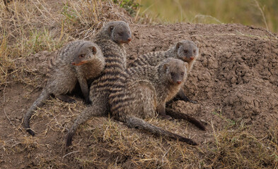 Wall Mural - Mongoose in the Maasai Mara, Africa 