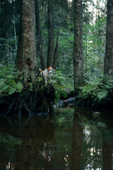 Wall Mural - dog in the green forest. Jack Russell Terrier in nature among the trees near water. Walk with a pet 