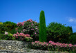 cyprys i róże, prowansja, krajobraz, kamienny płot w prowansji, stone fence against the blue sky in provance, rózowe róze, Cupressus , rosa, provencal garden, mediterranean garden
