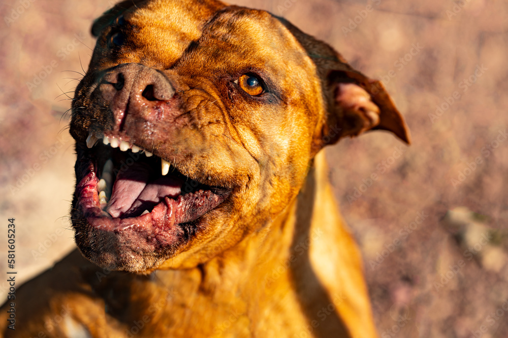 Evil aggressive pit bull terrier. Stock Photo | Adobe Stock