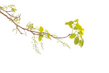Cassia Fistula Flowers Isoleted Transparent Background.Golden Shower Tree Plant Object Element