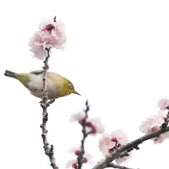 Wall Mural - white eye on a flower tree