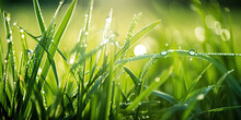 Large Water Drops Of Dew With Reflecting Sun On Stem Of Green Grass On Light Green Background With Bokeh. Beauty And Purity Of Environment.