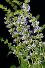 Wall Mural - Mint flowers isolated on black background. Mentha longifolia blooming, known as horse mint, isolated on black