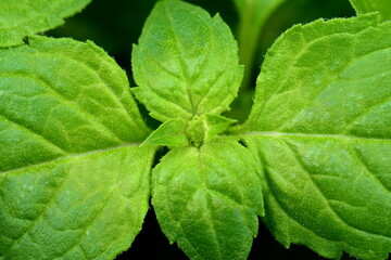 Wall Mural - Macro Mint leaves on dark background. Mint leaves.Mint leaves background.peppermint.leaves of mint 