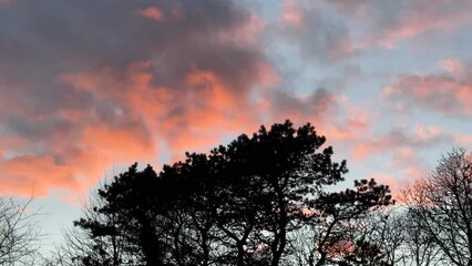 Poster - Dramatic Pink Sunset over Pine Tree Silhouette at Chatham, Cape Cod