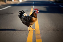 Chicken Crossing The Road Made By Generative Ai