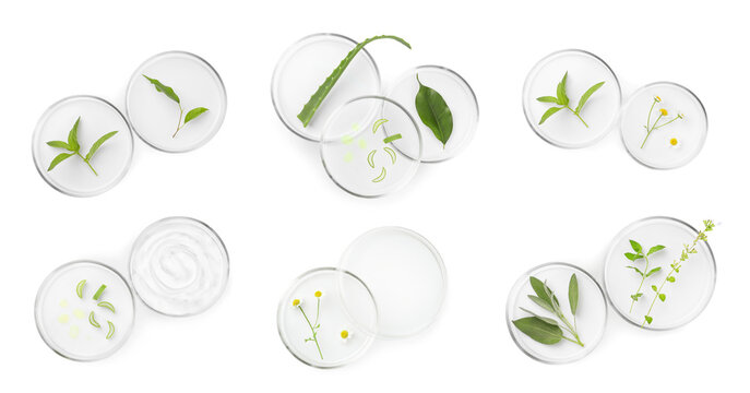 Wall Mural - Petri dishes with different plants on white background, top view