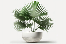 Tropical Green Fan Palm Tree In A Planter On White Background. Space, Trend, Tropical, Exotic, Shape, Asian, Pattern, Natural, Spa, Backdrop. Generative AI