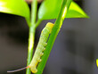 close up photo of green caterpillar on leaf