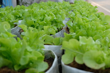 Wall Mural - Fresh organic green oak lettuce growing on a natural farm.