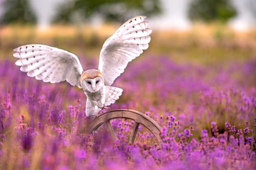 The Barn owl (Tyto alba) sitting on a wooden wheel in a lavender flowering field. Pink and purple color blossom.