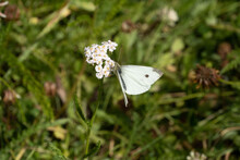 Small White Butterfly On Yarrow Flower. It Is Generally Considered A Pest As It Lays Eggs On Food Plants Like Cabbage And Broccoli. Pieris Rapae.