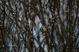 Fototapeta Dmuchawce - blue tit on a branch of a willow tree in the evening light