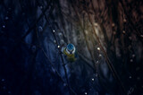 Fototapeta Dmuchawce - a blue tit on a willow branch in dramatic evening light