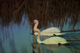 Fototapeta Dmuchawce - A pair of white swans on the water against a blurred background of reeds in the western lighting