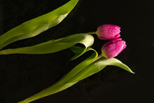 Two Pink Tulips Seemingly Kissing Embracing On Black Background, Inside, Abstract Representation 
