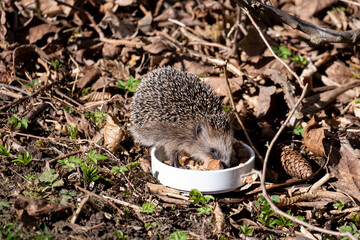 Little cute hedgehog eating cat food out of a white bowl in the garden