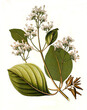 Heilpflanze, Roter Chinarindenbaum, Cinchona pubescens ist eine Pflanzenart aus der Gattung Chinarindenbäume