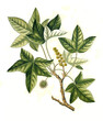 Heilpflanze, Orientalische Amberbaum,, Liquidambar orientalis  Laubbaum aus der Familie der Altingiaceae