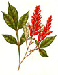 Heilpflanze, Quassia amara, Brasilianischer Quassiabaum, Quassiabaum, Quassiaholzbaum, Bitterquassia, Bitterholz