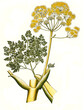 Heilpflanze, Ferula galbaniflua, Galbanharz, Mutterharz, Galbanum und Galban, der eingetrocknete Milchsaft, Gummiharz, veraltet auch als Galbansaft und Galbangummi
