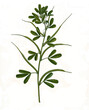 Heilpflanze, Bockshornklee,, Trigonella foenum-graecum, ist eine Pflanzenart in der Unterfamilie der Schmetterlingsblütler