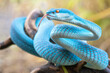 Blue viper snake in close up