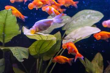 Wall Mural - Goldfish in the cabinet