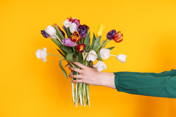 Wall Mural - Bouquet of multi-colored tulips in female hands against yellow background.