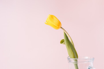 Wall Mural - Yellow tulip in glass decanter close-up on pink background.