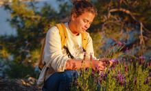Young Caucasian Woman Collects A Bouquet Of Broadleaf Or French Lavender , Holds A Wild Flower Bouquet In Sunset Light.. Flowers, Grass Meadow Hill. Gathering Wildflowers. Walking Happy Female.