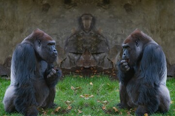 Poster - two western lowland gorilla sitting on the green grass and eating