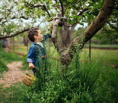 boy in easter hunt, reaching for the egg hiding on the tree branch