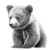 Bear cub hand drawn sketch illustration animals