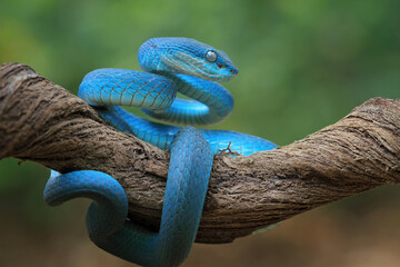 Wall Mural - Blue viper snake on branch, Baby viper snake closeup on isolated background, Indonesian viper snake