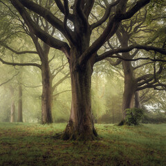 scottish woodland oak trees
