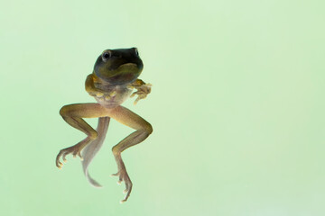 Wall Mural - zhangixalus dulitensis tadpole on isolated baackground, jade tree frog tadpole movement on isolated 